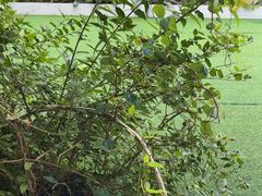 -CIAO·团建聚餐·生日派对轰趴馆(福田店)