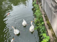 -苏州文庙(姑苏区)