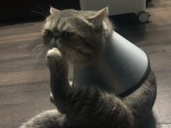 -伟伟宠物医院·CT影像中心·瑞派犬猫综合性门诊(汉口总院)