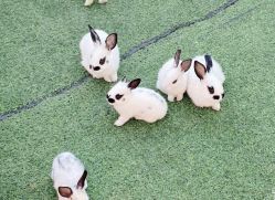 -萌宠亲子动物乐园(槐房万达店)