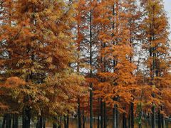 -白鹭湾湿地公园