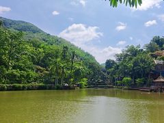 -西双版纳原始森林公园