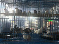 -桂林市花鸟市场