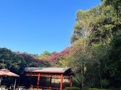 -大屏嶂森林公园