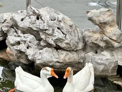 -龙华素斋(龙华路店)