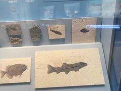 -湖南省地质博物馆