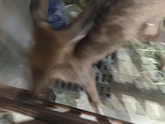 -浣熊柯尔鸭土拨鼠·电玩咖