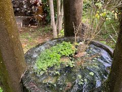 -大屏嶂森林公园