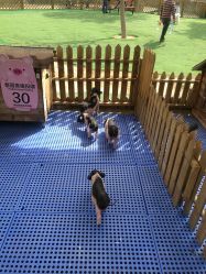 -萌宠亲子动物乐园(槐房万达店)