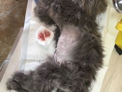 -A猫a狗全科·犬猫异宠·芥西宠物医院(南开总院)