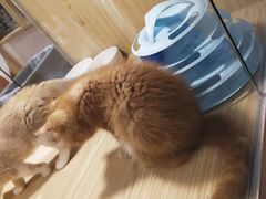 -屋虎猫馆(宝安大仟里店)