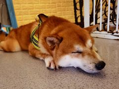-喜柴咖啡·柴犬狗咖