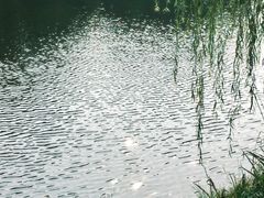 -泰州凤城河风景区-泰山公园