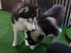 -Husky Go! 哈士奇体验馆·宠物咖啡厅狗咖