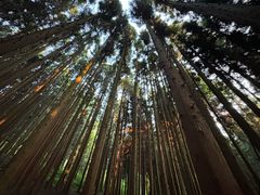 -武陵山森林公园