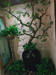 -至爱至信新中式SPA疗愈会所