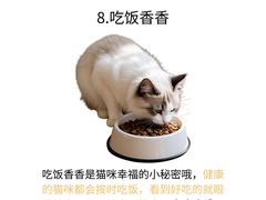 -欣宠猫屋·矮脚拿破仑·蓝金金渐层