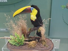 -国家自然博物馆