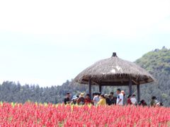 -径山花海