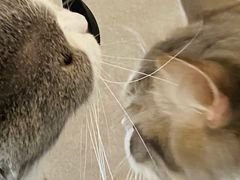 -飞行喵MR PILOT|猫舍·猫咖(静安大融城店)