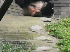 -都江堰中华大熊猫苑