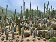 -深圳仙湖植物园