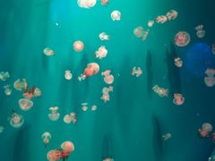 -芜湖新华联大白鲸海洋公园