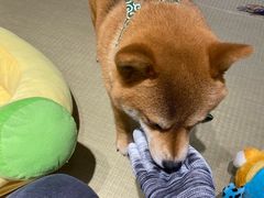 -逗柴咖啡屋·狗咖猫咖宠物桌游
