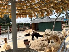 -西霞口神雕山野生动物世界