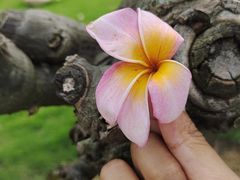 -厦门园林博览苑