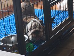 -菲尔斯特宠物医院