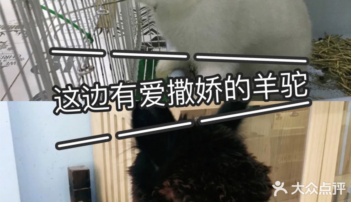 羊驼🦙宝宝也太萌啦
