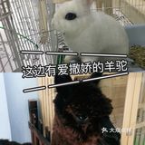 羊驼🦙宝宝也太萌啦