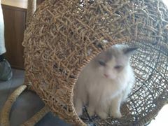 -飞行喵MR PILOT|猫舍·猫咖(静安大融城店)