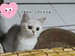 -荔康动物医院(康王北路店)