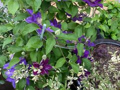 -小芙蓉湘菜馆(易生活购物公园店)