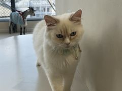 -怪兽屋·羊驼·猫咖·狗咖(俊华广场店)