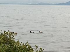 -深圳湾公园(南山区)