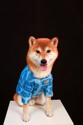 -孕视觉专业孕妇摄影(天津南开店)