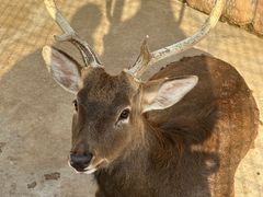 -J Create城市露营咖啡·简餐·宠物(上海动物园店)