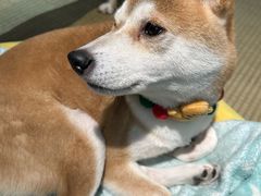 -逗柴咖啡屋·狗咖猫咖宠物桌游