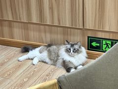 -白兔子密室(长寿路店)