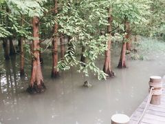 -桤木河湿地公园