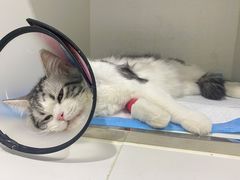 -宠颐生动物医院·心脏科·保险定点(锦阳分院)