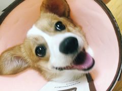-瑞派宠物医院·24小时骨科·心脏·核磁(哈尔滨南岗店)