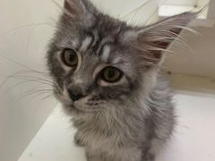 -十年猫舍·猫咪专门店(普陀店)