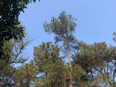 -铁山坪森林公园