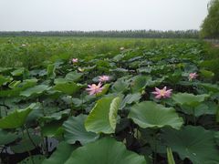 -西青郊野公园