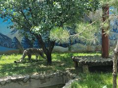 -青藏高原野生动物园