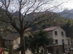 -东白山